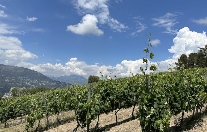Wine tours au Domaine de la Source à Nice