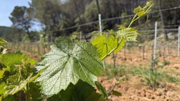 Société de Circuits touristique et œnologiques à Saint-Tropez