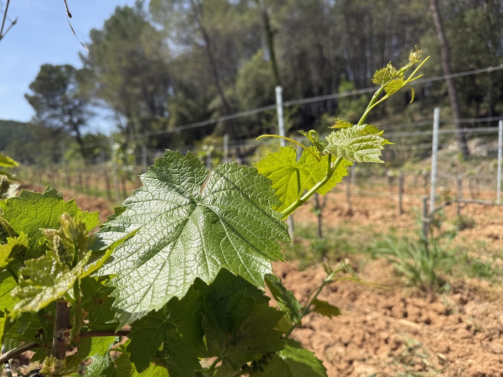 Société de Circuits touristique et œnologiques à Saint-Tropez