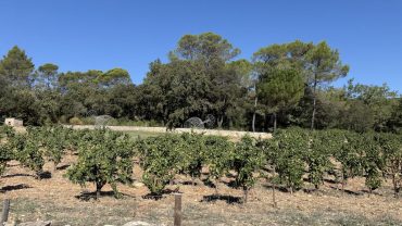 Le terroir viticole des Bouches-du-Rhône et ses trésors